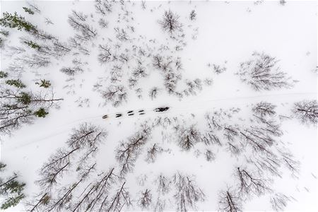 Dog sled team travelling through a snowy forest in Tamokdalen