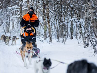 Guests dog sledding through a snowy forest at Tamokhuset