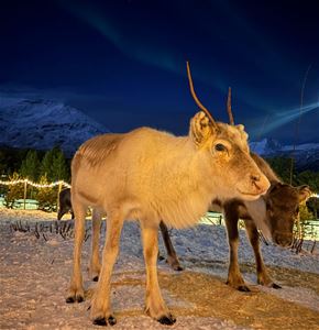 Reinsdyr i vinterlandskapet ved Lyngenfjord Hotel