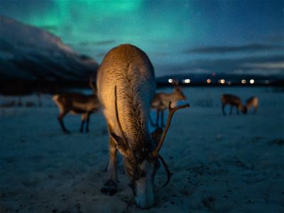Reinsdyr i snødekt landskap med nordlyset synlig på himmelen hos Tromsø Lapland.
