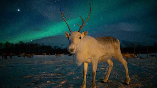 Reinsdyr med gevir i vinterlandskap under nordlyset hos Tromsø Lapland nær Tromsø.