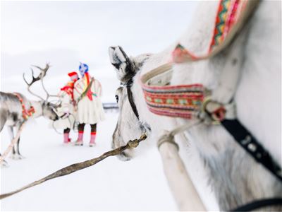 Reindeer pulling a sled through the snow
