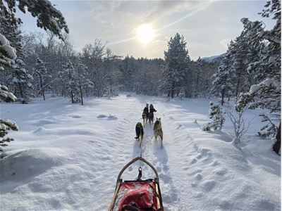 Utsikt fra hundesleden med huskyene foran i det snødekte landskapet