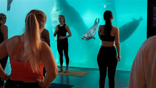 The instructor leads an Arctic Yoga class in front of the large window overlooking the seal pool at Polaria.