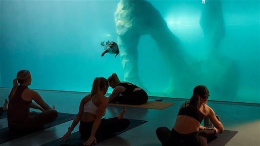 A yoga class in the blue-green underwater atmosphere of The Deep, with seals visible through the window.