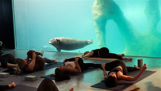 Guests take part in gentle yoga exercises directly beneath the seal pool at Polaria in Tromsø.
