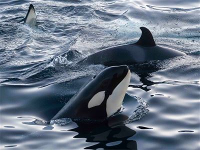 Orcas swim in Arctic waters during the whale watching experience.