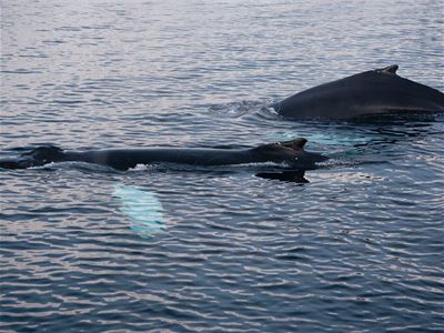 Whales swim in Arctic waters during the whale watching experience.