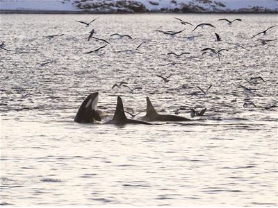 Whales are observed in the Arctic fjord landscape during the cruise.