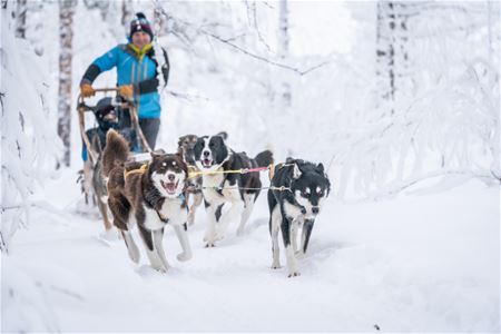 Guests drive their own dog team through the winter landscape at OffTrack Experience in Målselv.