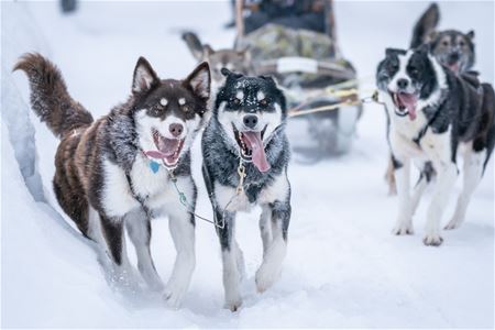 Alaskan Huskies in Harness