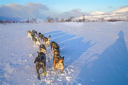 A dog team travels through the snowy winter landscape of Målselv.