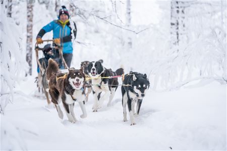 Guests drive a dog team through the snowy landscape at OffTrack Experience in Målselv.