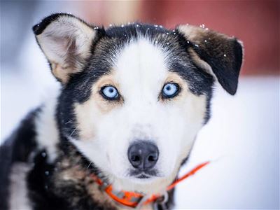 Nærbilde av en husky med klare blå øyne på en hundegård utenfor Tromsø i Nord-Norge.