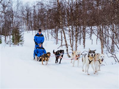 En hundekjører styrer et hundespann gjennom en snødekt skog utenfor Tromsø på en guidet hundesledetur i arktisk vinterlandskap.
