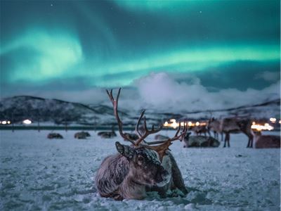 Reindeer rest in a snowy Arctic landscape beneath the green Northern Lights. The image captures the two main highlights of Tromsø Arctic Reindeer's reindeer camp visit and Northern Lights chase.