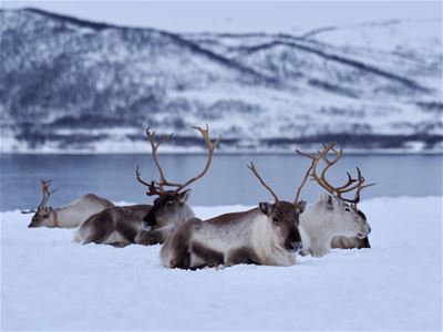 A herd of reindeer rests in the snow with mountains in the background. Guests visiting Tromsø Arctic Reindeer's Sámi reindeer camp can meet the herd and learn about Sámi culture.
