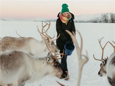 Nært møte med reinsdyr i vinterlandskapet under en reinsdyropplevelse i Tromsø.