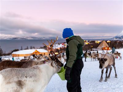 Gjest møter og mater reinsdyr under en vinteropplevelse i Tromsø.