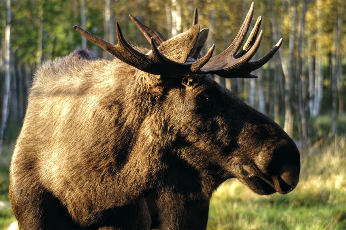 Älgriket image 1