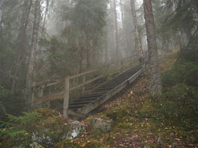 En trätrappa mitt i skogen, mossa och tät granskog.