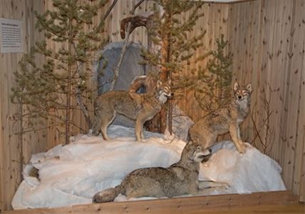 Stuffed wolves at the museum