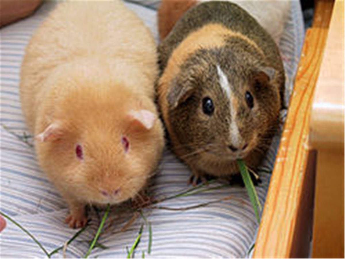 Smådjurskliniken Zoodiaken image 1