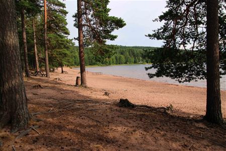 Pines in the shade, a sandy beach, a lake, trees in the background.