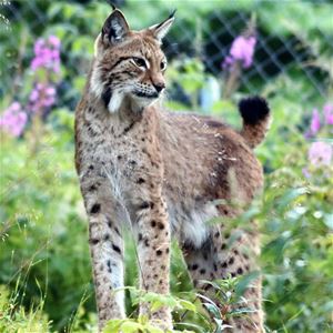 Lynx in outdoor enclosures.