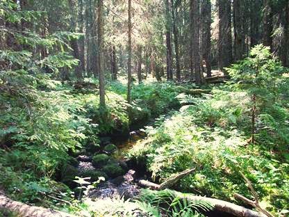 Basttjärnsrönningen - naturreservat – Hassela