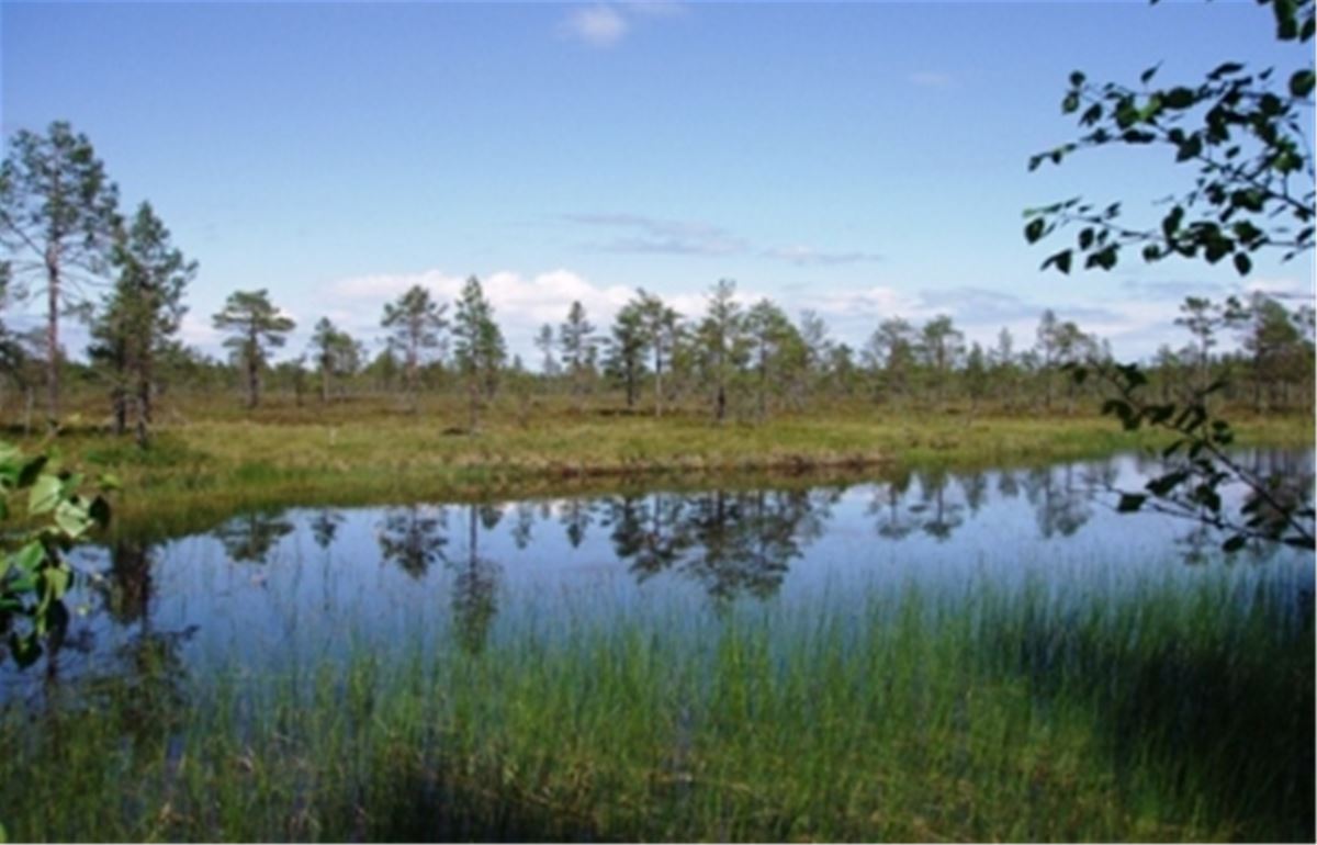 Colour picture - a view in nature, with blue sky and green forest with a small lake in front of picture.