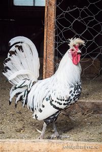 Rooster in the henhouse.