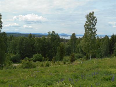 Utsikt över grön äng, träd och sjön SIljan. 