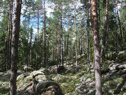 Kransarna - naturreservat – Bergsjö