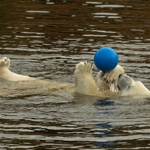 Isbjörn leker med boll i vatten.