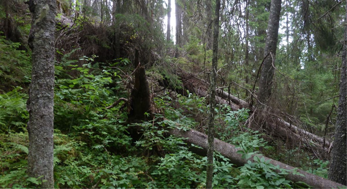 Klövberget, naturreservat, nordanstig, hälsingland, medelpad