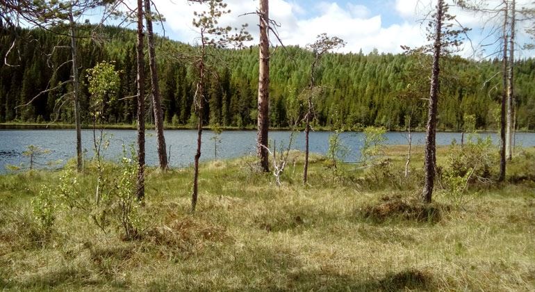 Bodåsen - naturreservat – Bergsjö