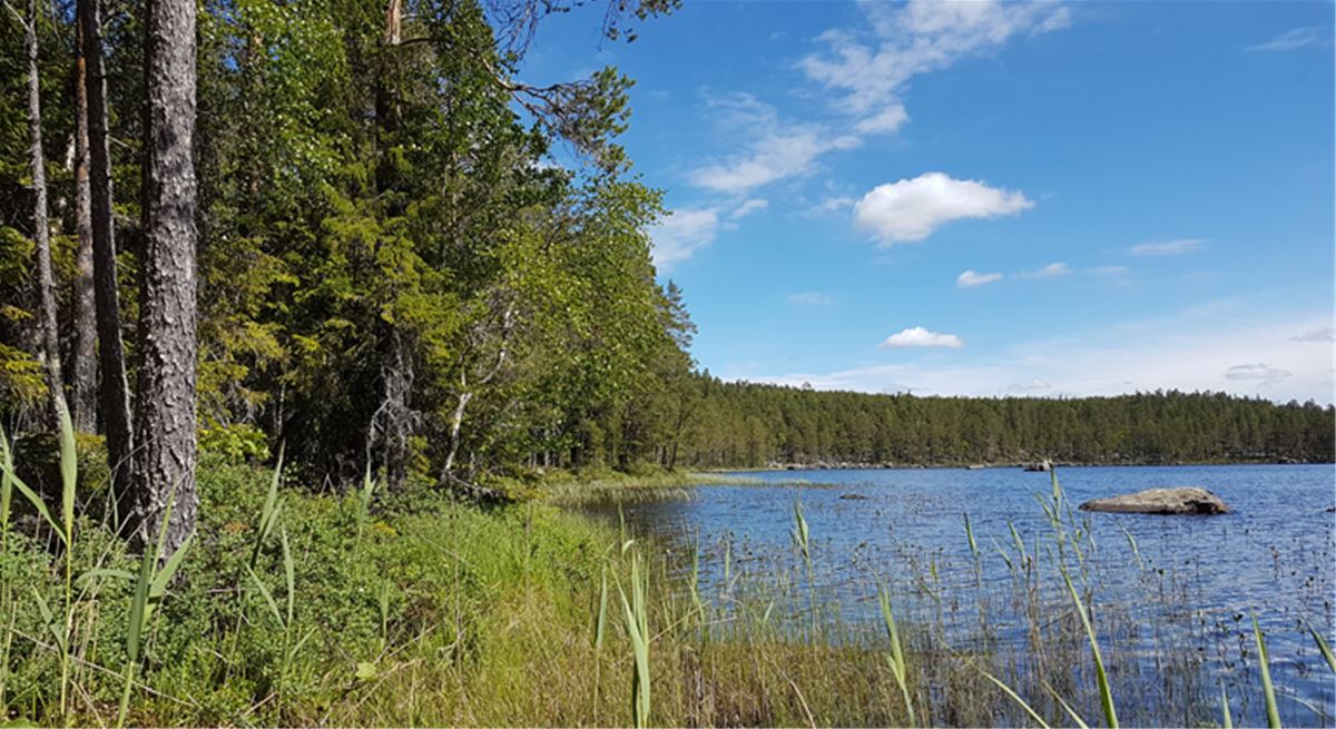 Strandkanten av sjön Lockjärv. Naturrreservat. Lockjärv - sjö.