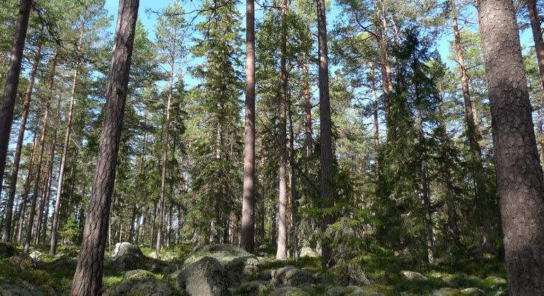 Rosslavallen - naturreservat – Harmånger
