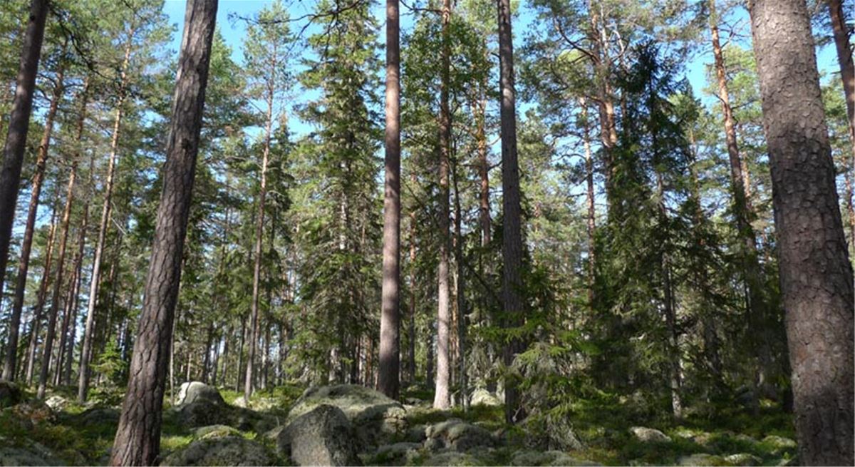 I naturreservatet Rosslavallen växer 300 år gamla tallar