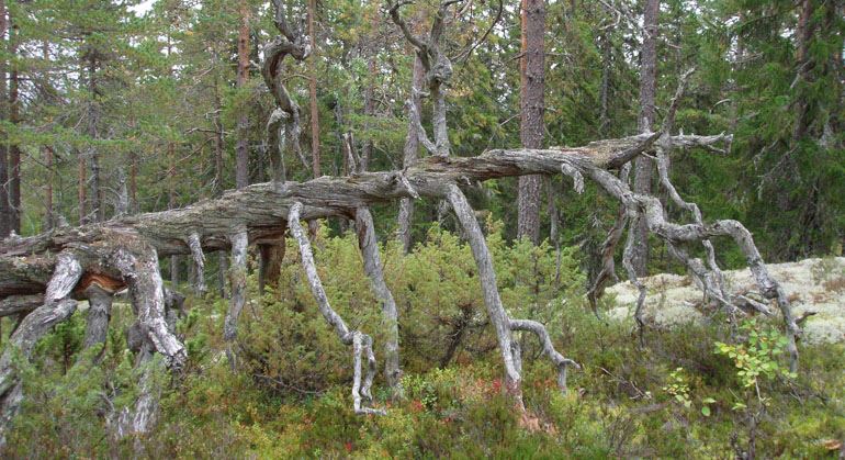 Björnåsen - naturreservat – BERGSJÖ
