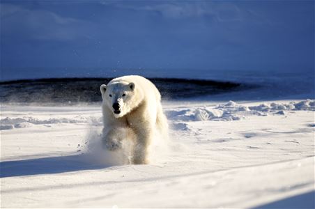 Running polar bear.