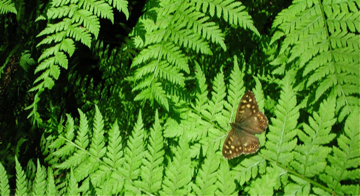 Fjäril på ormbunke i Storröjningsmorans naturreservat.