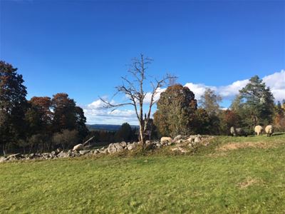 Green area, a stone wall, threes, mountains and blue sky in the background.