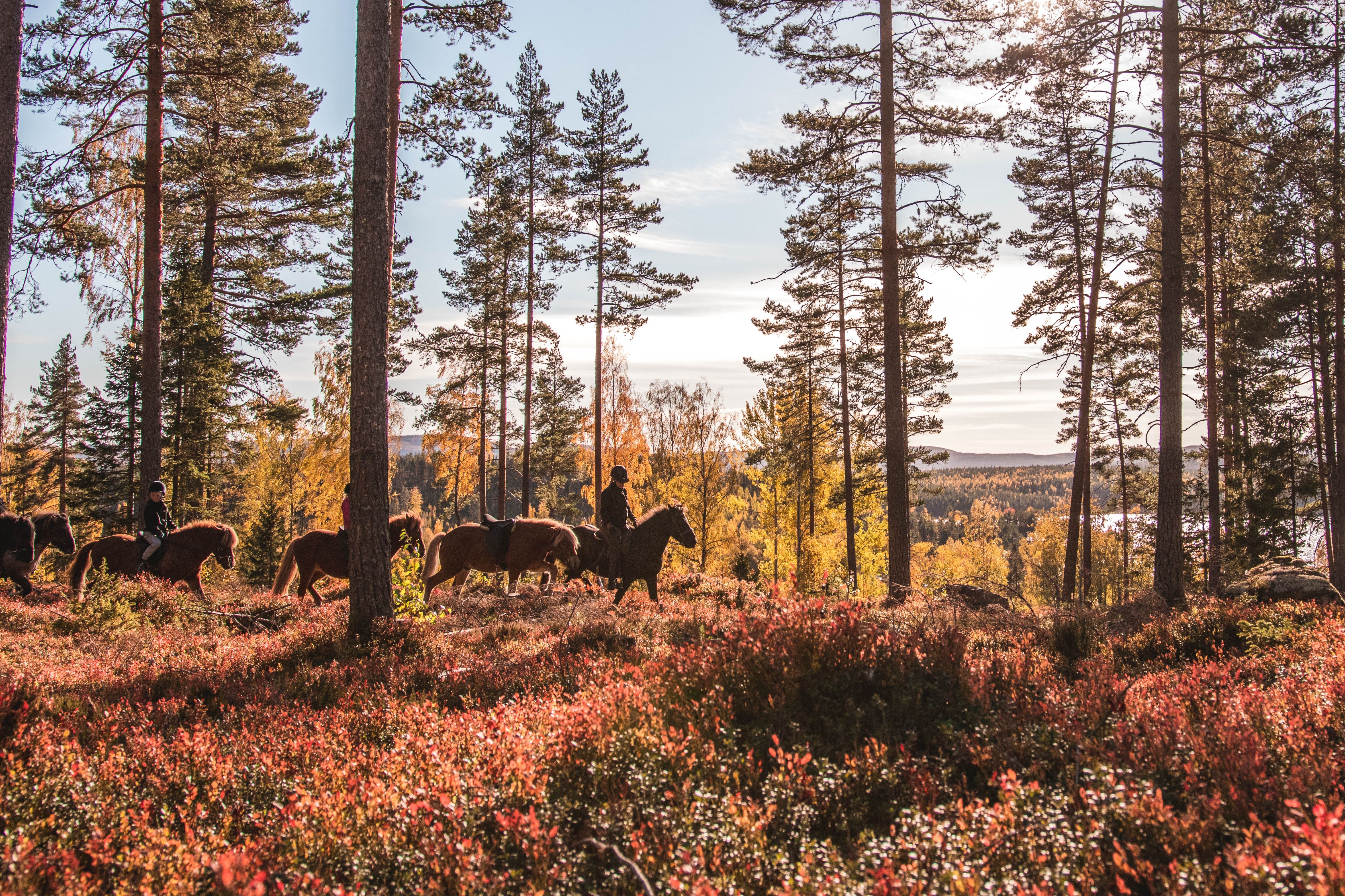 Hälsinge Ridupplevelser – Rengsjö