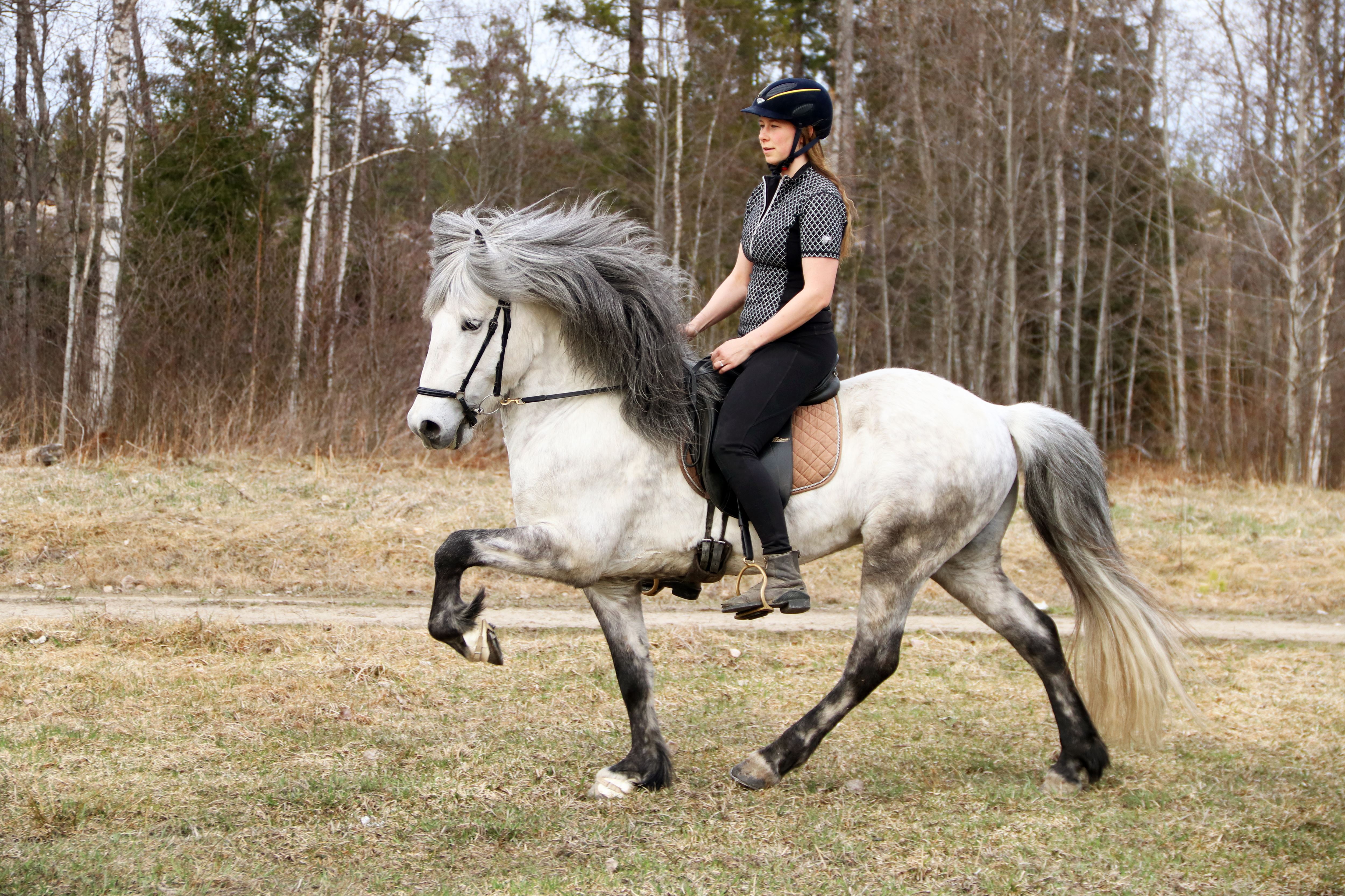 Slätterne Gård - Riding on Icelandic horses