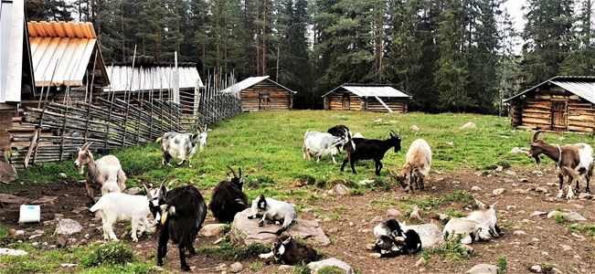 Goats in a chalet