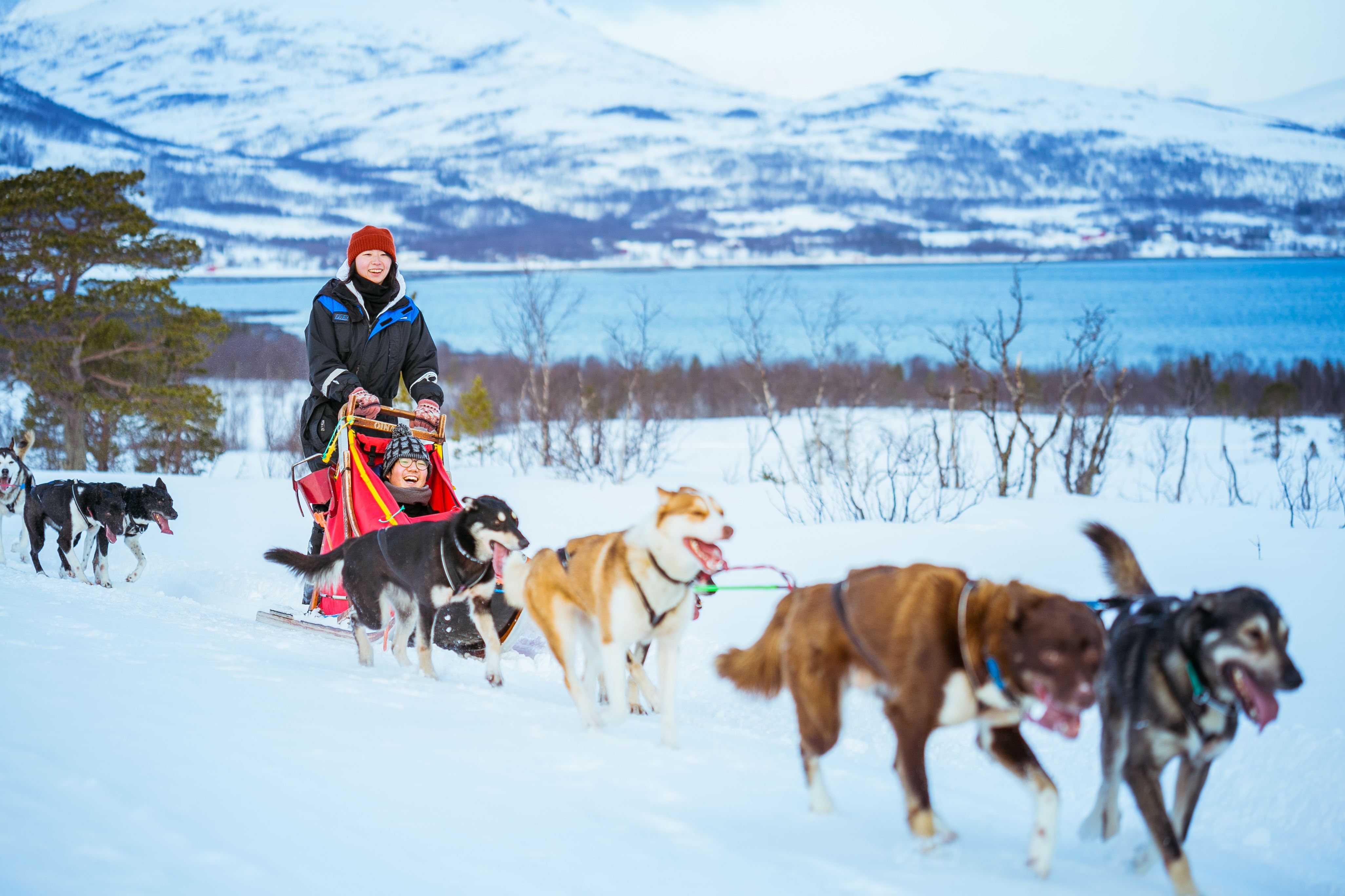 Self-drive dog sledding | Riding & Sledging | Tromsø | Norway