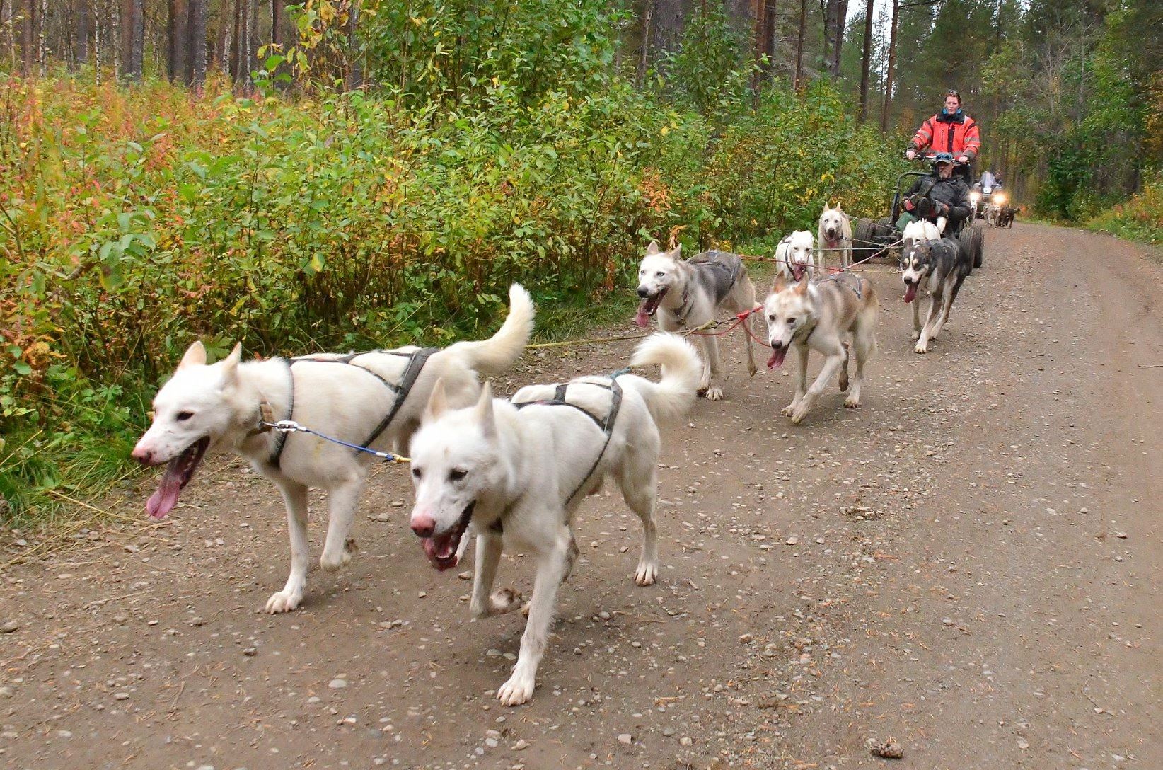 Dog Sledding On Wheels Husky Senja Region