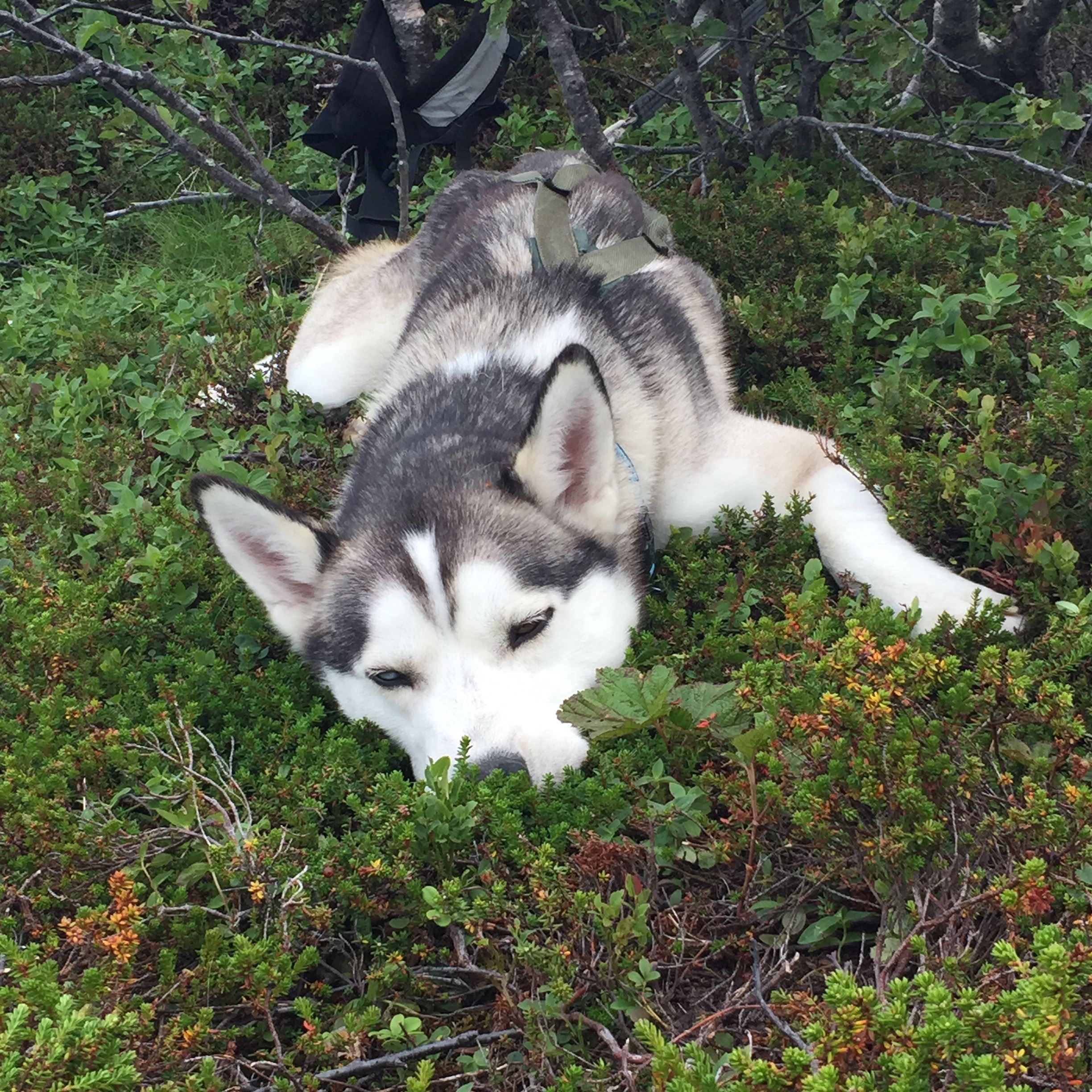 Dog Sledding On Wheels Husky Senja Region